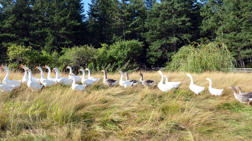 gaggle of geese
